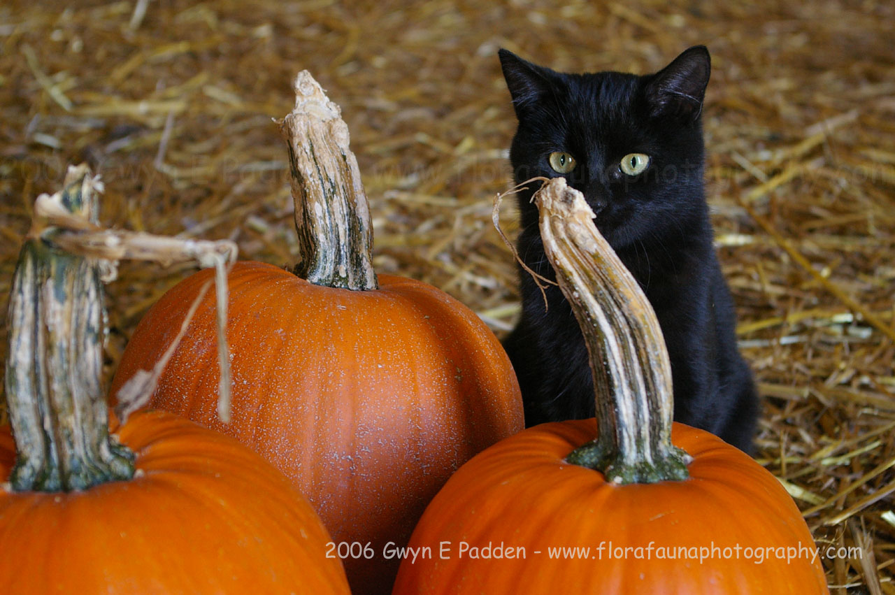 Halloween Kitten Wallpaper By Adiantum