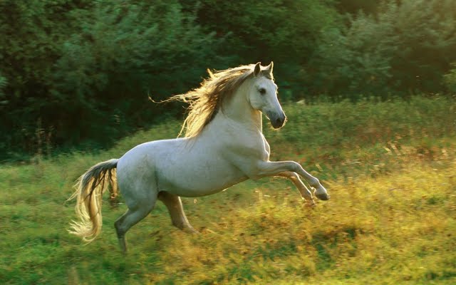High Resolution Horse Runs In The Forest Desktop Laptop Wallaper