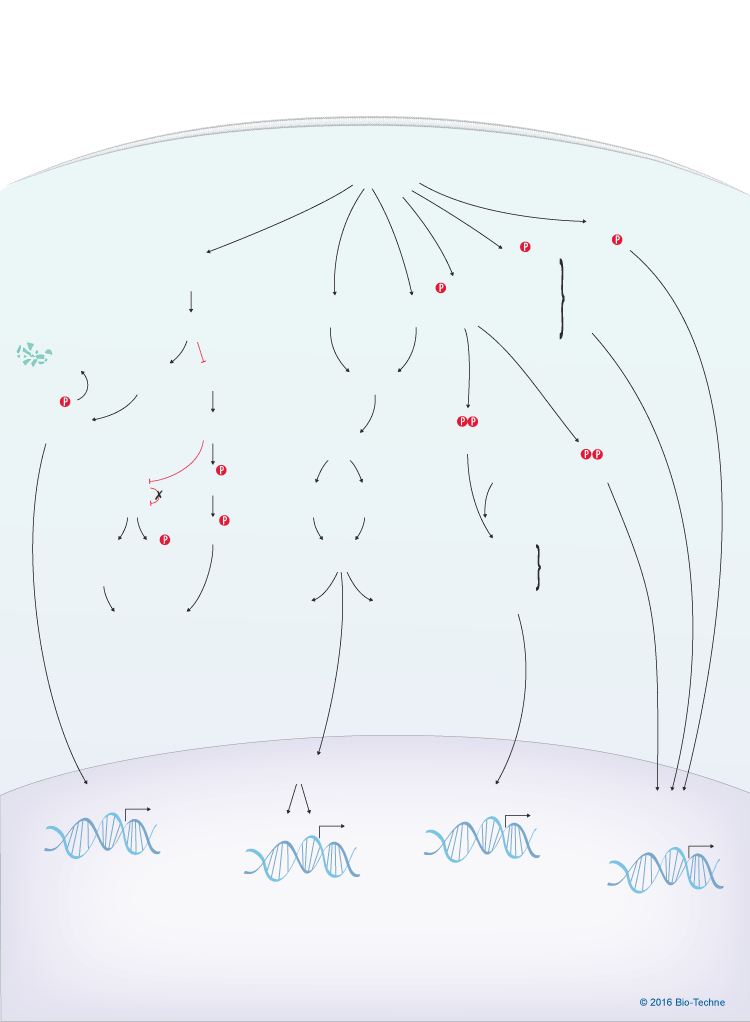 Type I Interferon Signaling Pathways