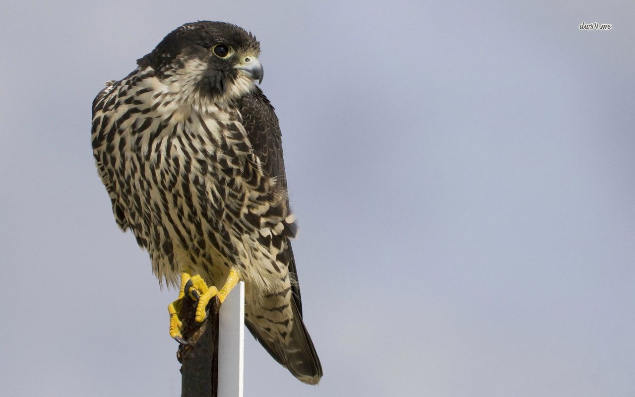 Peregrine Falcon Wallpaper Animal
