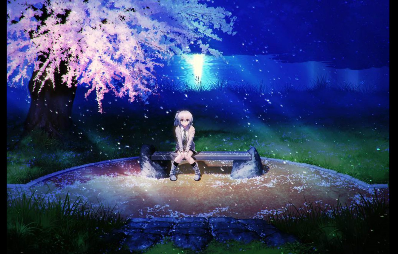 Wallpaper Grass Bench Night River Petals Sakura Flowering