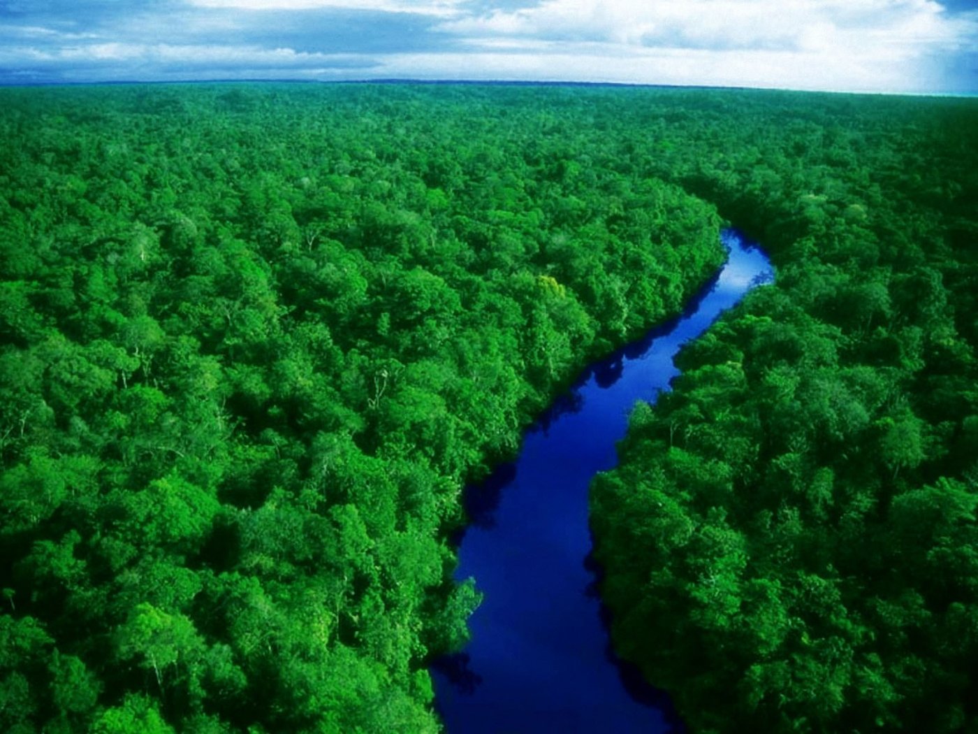 Pics Photos Amazon Forest Wallpaper