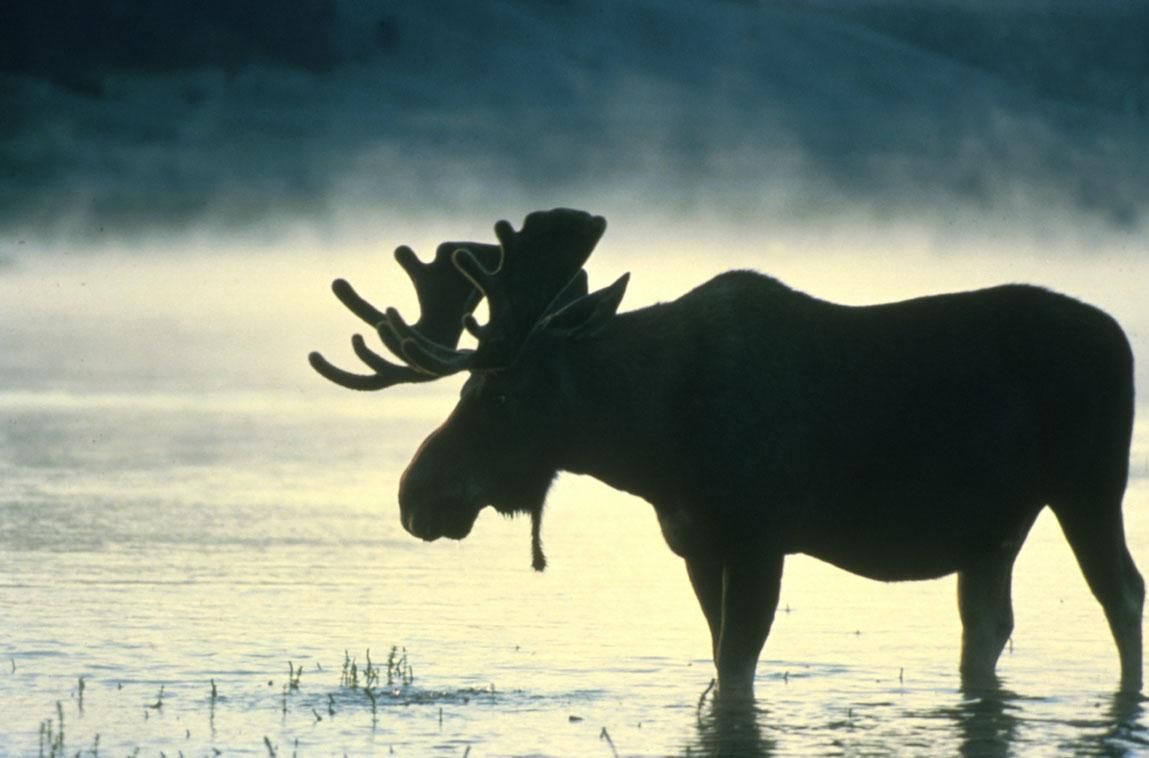 File Bull Moose Stands In Water Silhouette Jpg Wikimedia Mons