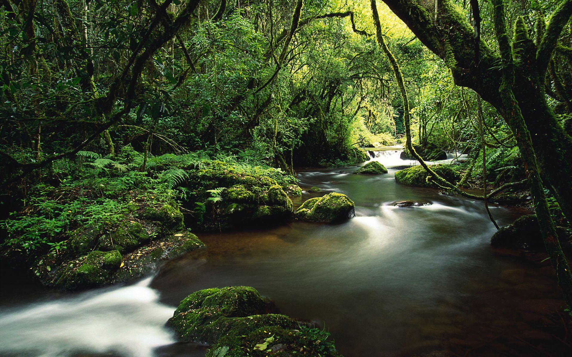 Jungle Wallpaper