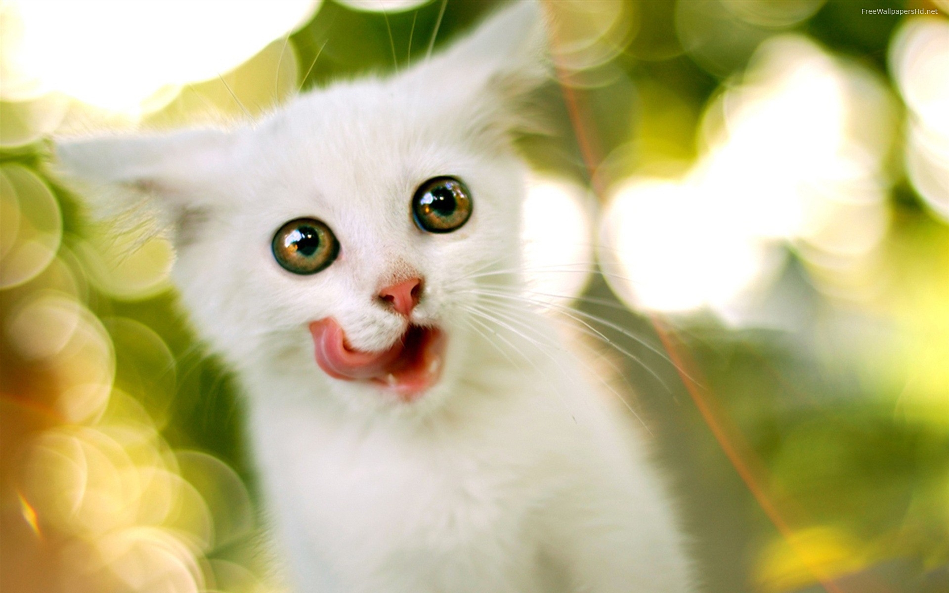 Funny And Cute Cats High Resolution Wallpaper
