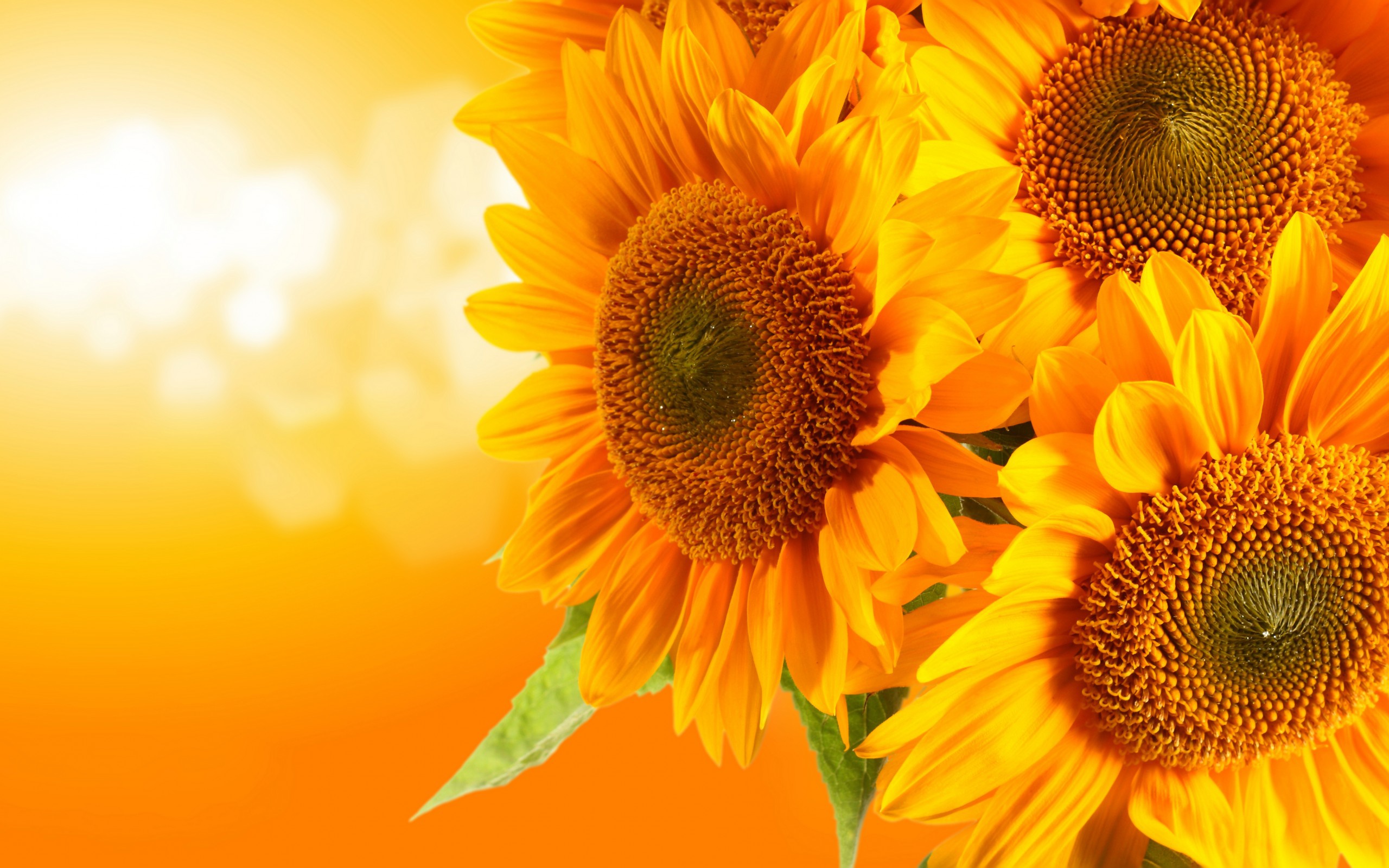 Tags Background Sunflower Wallpaper