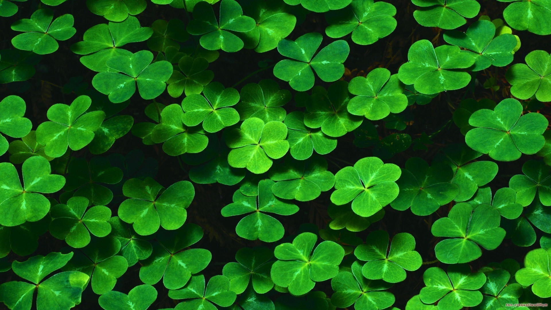 Shamrock Desktop Wallpaper