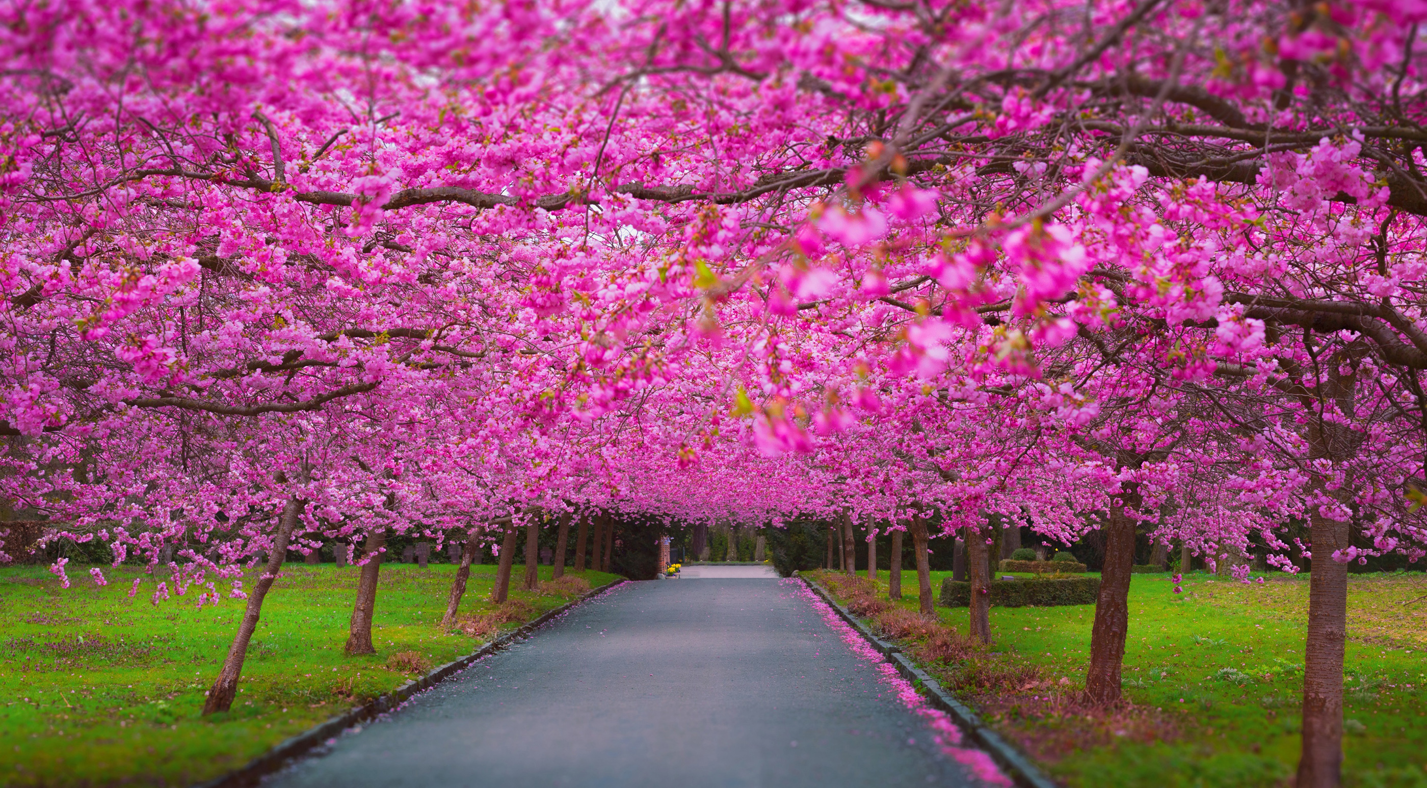 Cherry Blossom Park Wallpaper HD Nature 4k Image