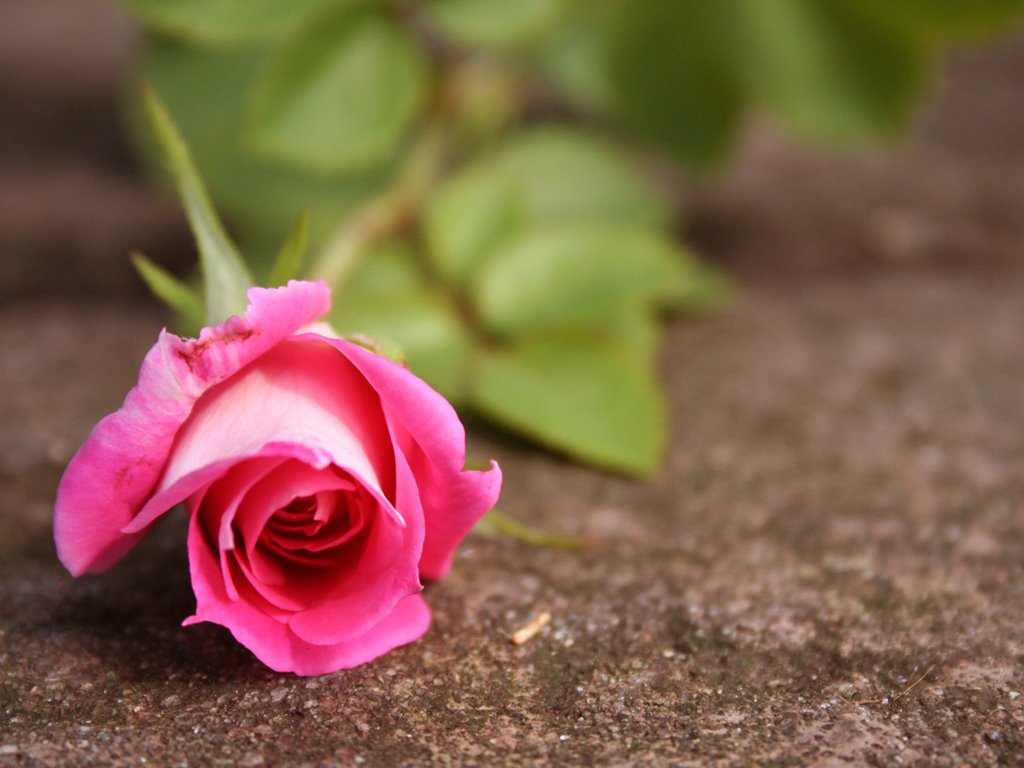 Beautiful Pink Rose Wallpaper Roses