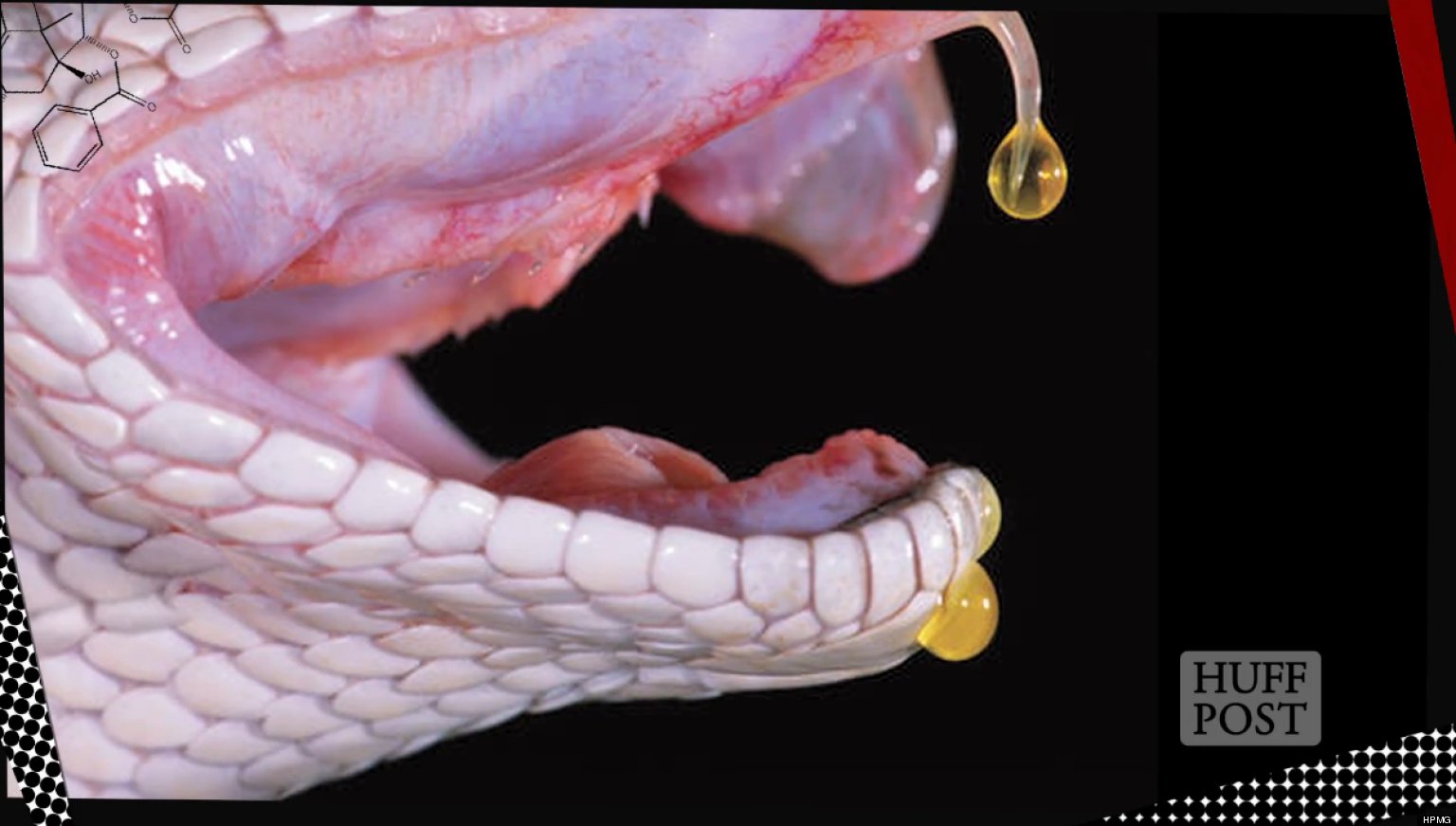 Snake Venom Healing Medicine Toxic Menace VIDEO