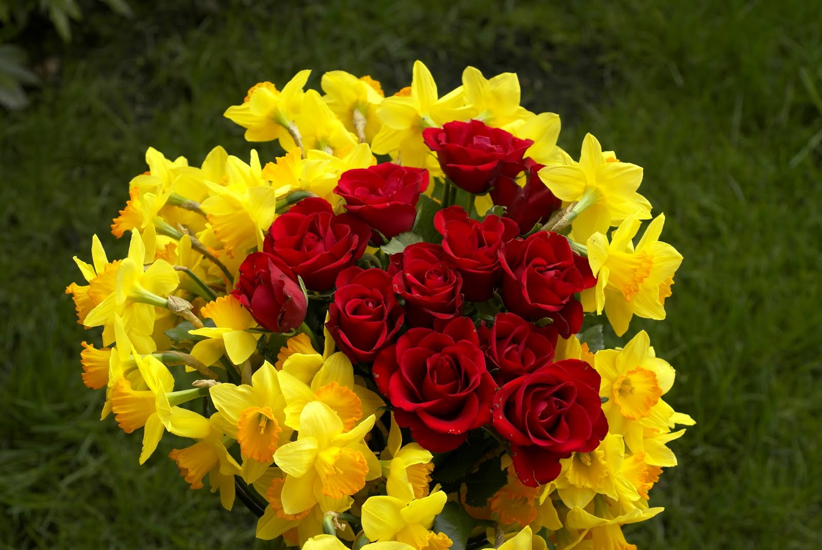 Red Rose Yellow White Image Love Flowers