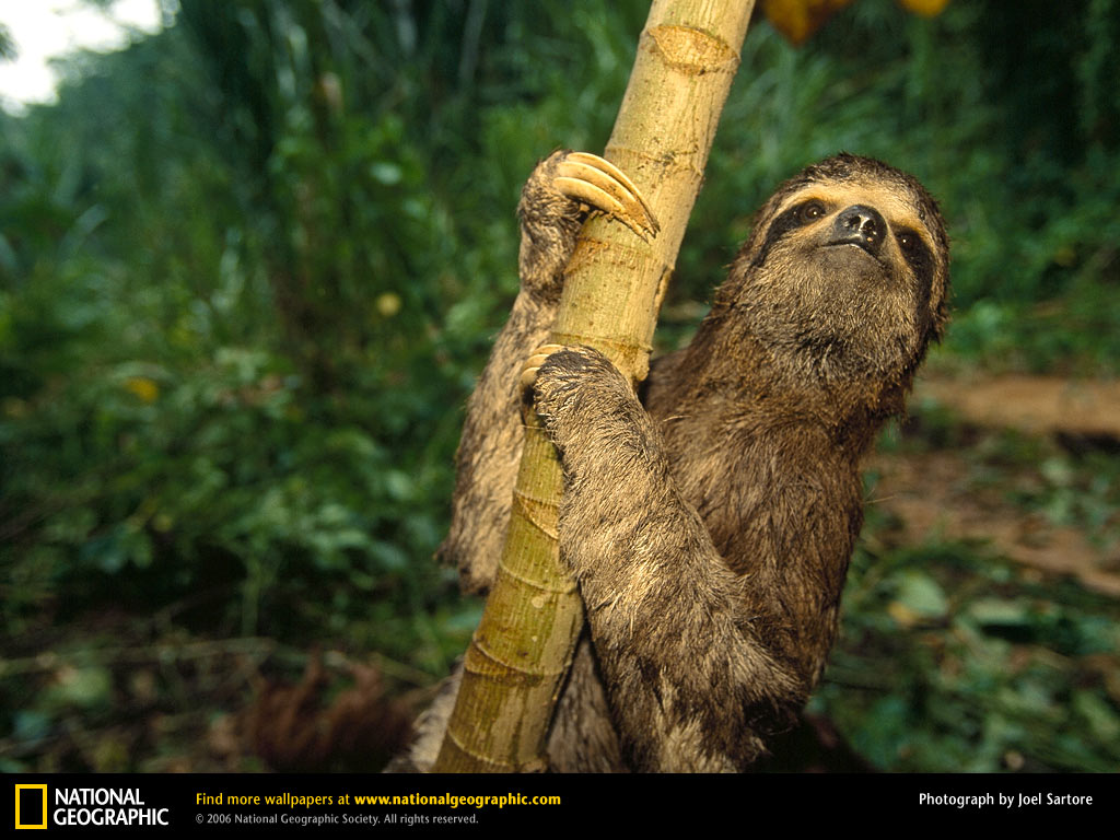 Sloth Picture Desktop Wallpaper