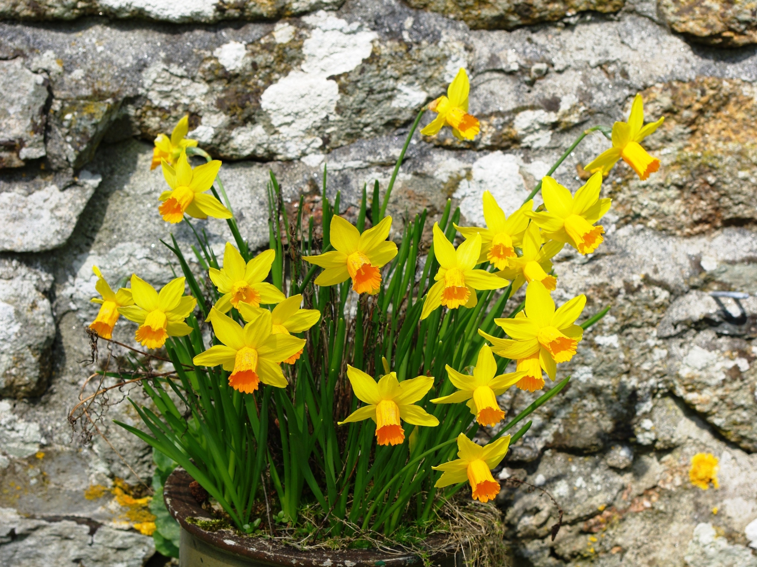 Easter Daffodil Wallpaper