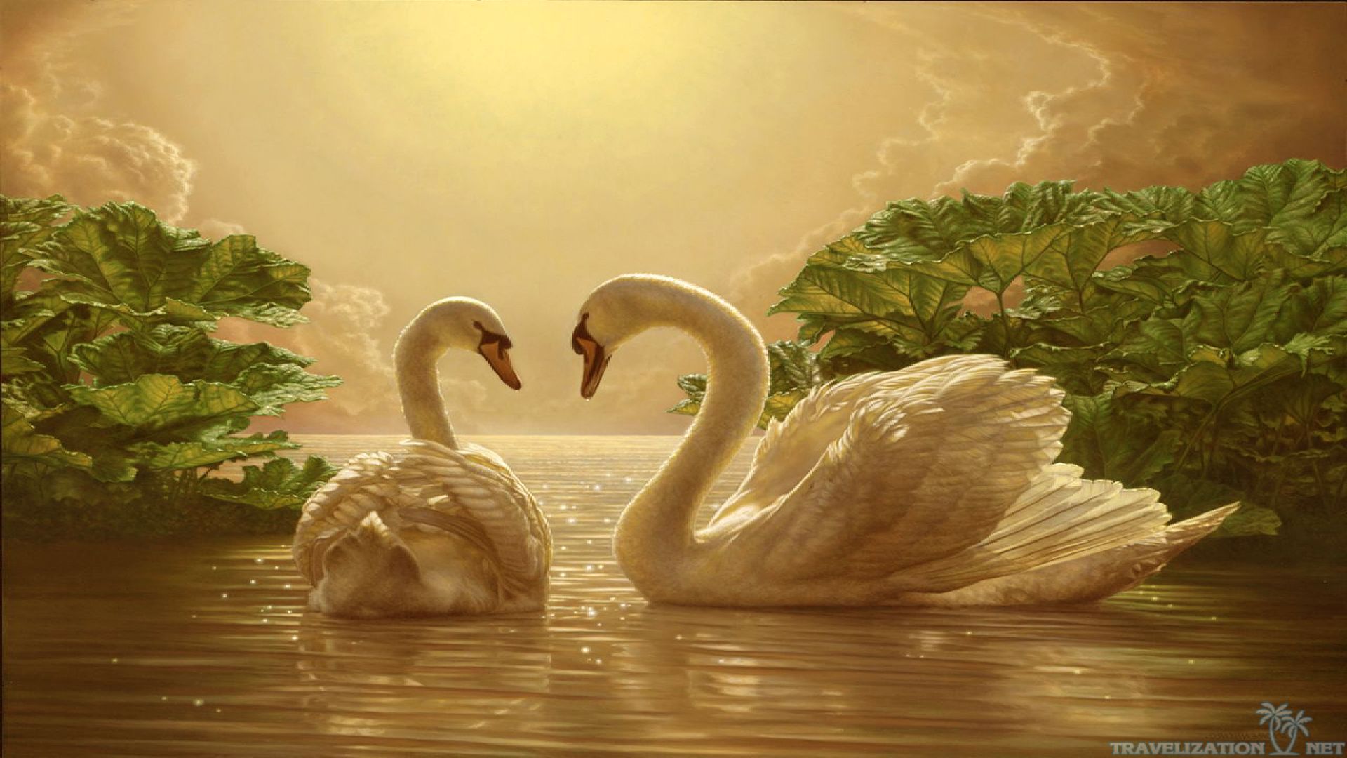 Beautiful Love Swan Desktop Wallpaper