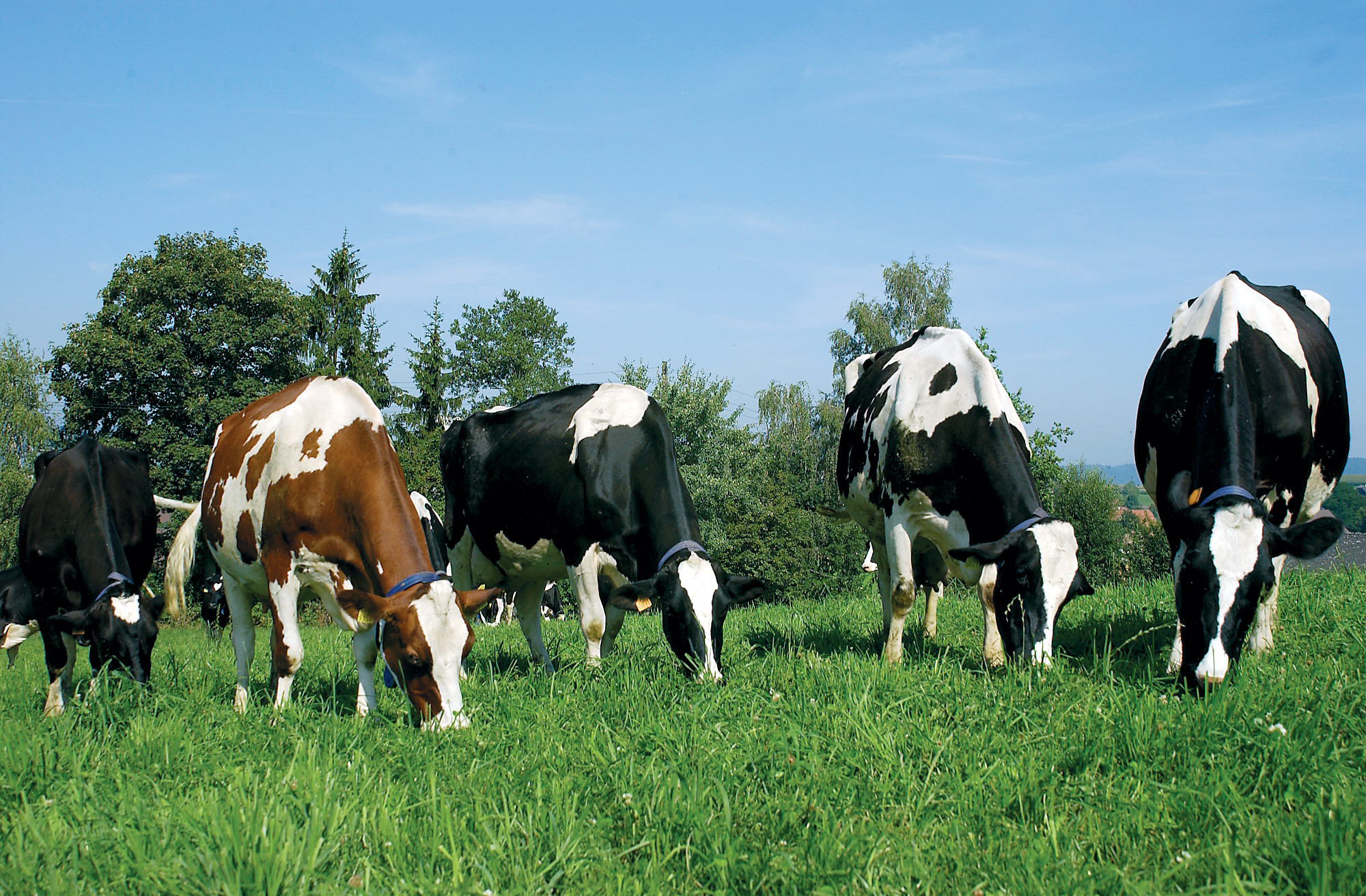 Farm Animals Wallpaper