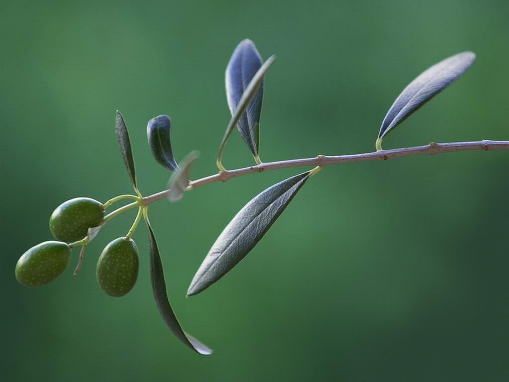 Olives Nature Wallpaper For Desktop