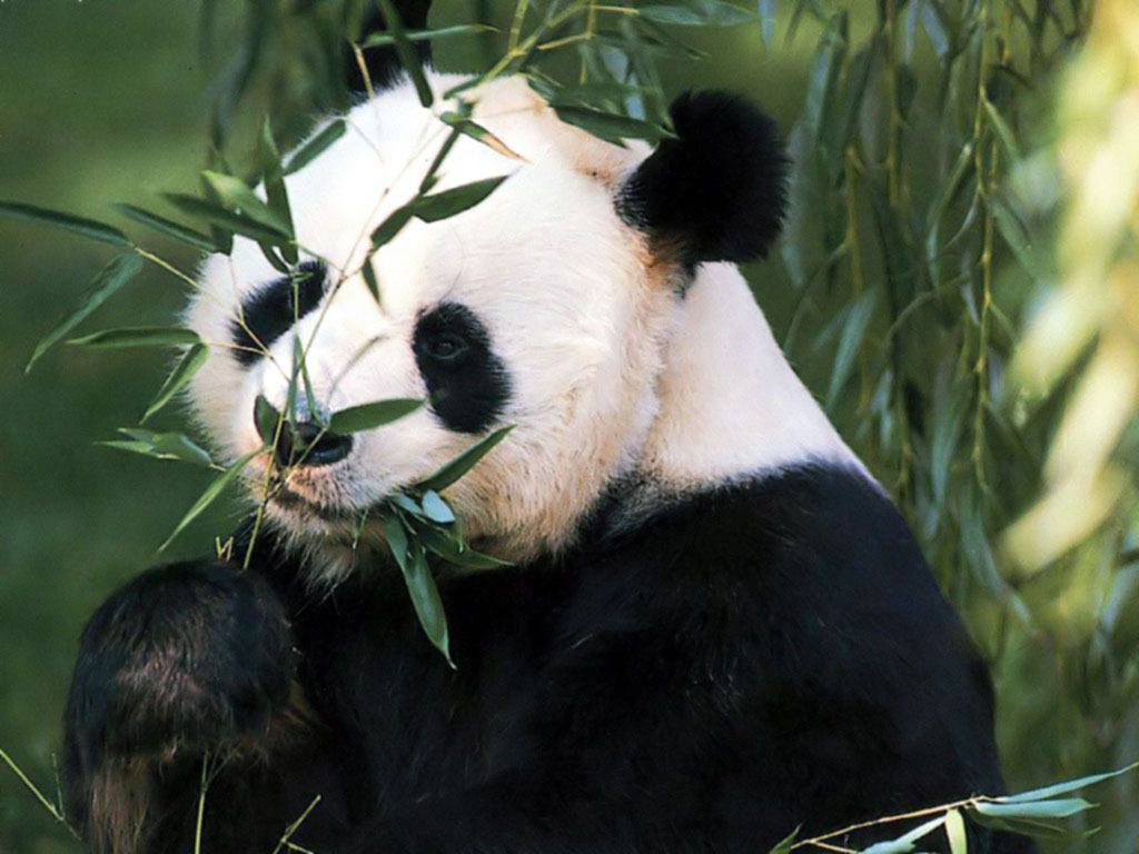 Panda Wallpaper Cute Bears Photos