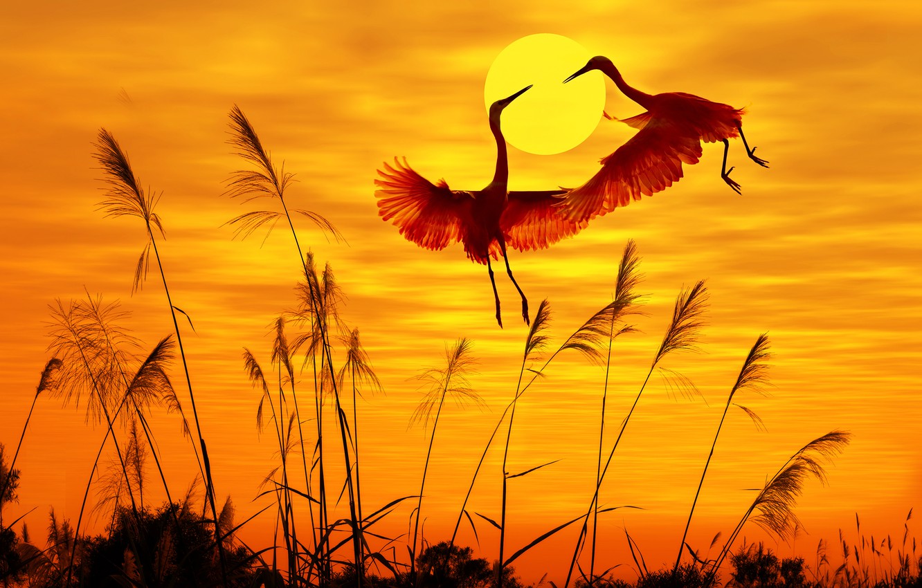 Wallpaper Birds Sunlight Sunset Sky