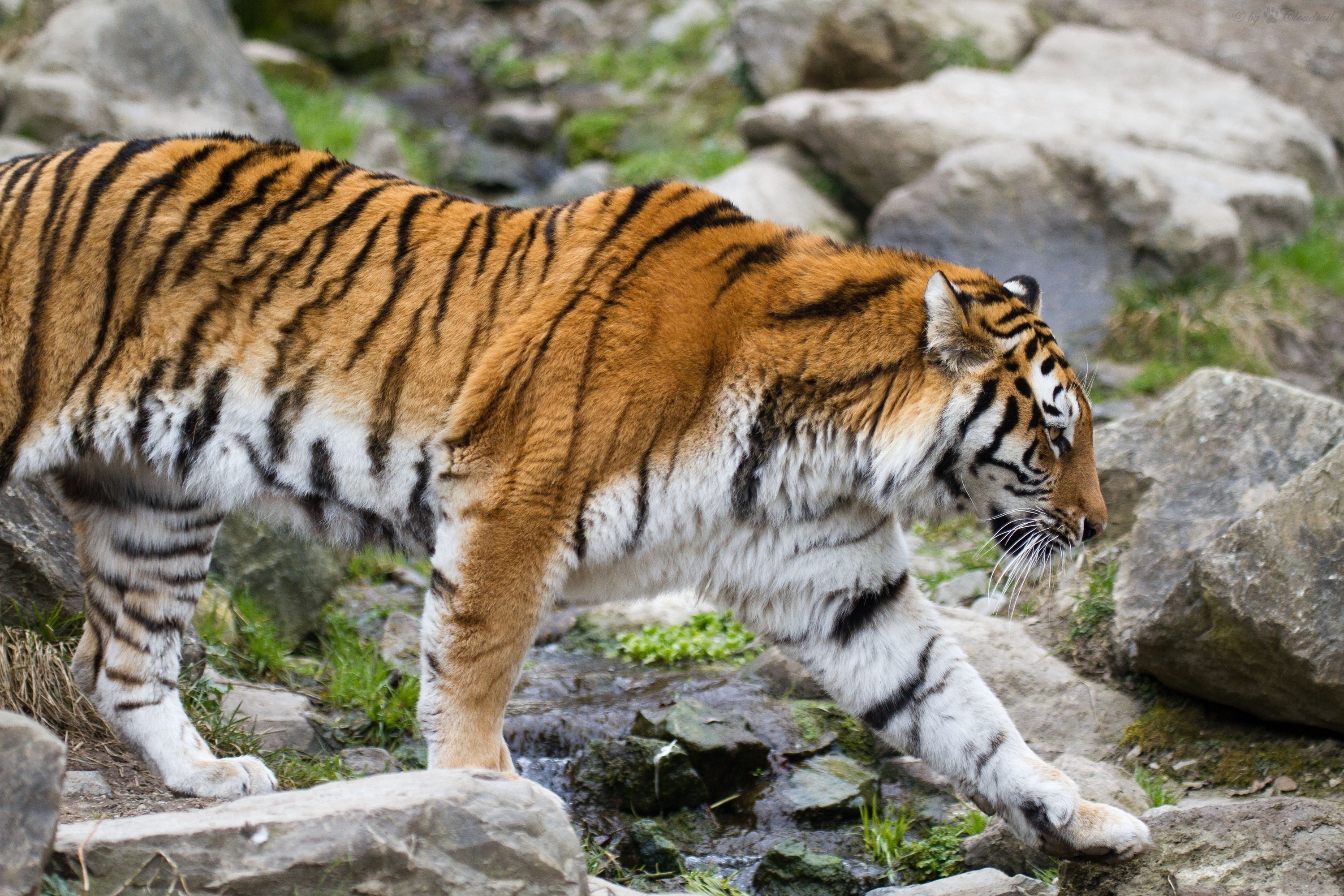 Tiger Amur Wild Cat Wallpaper