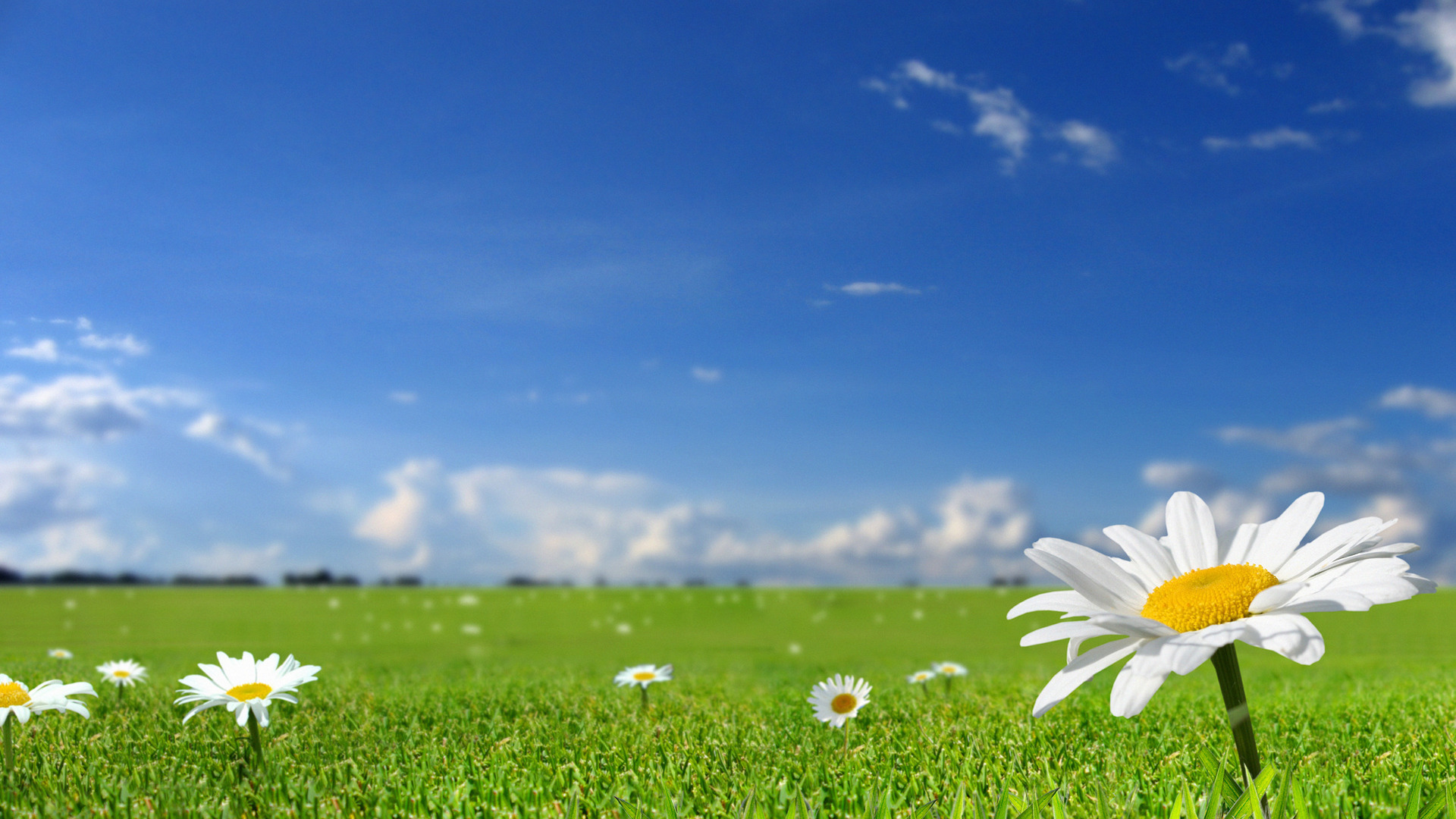 White Flowers In Fields With Blue Sky Background HD Wallpaper