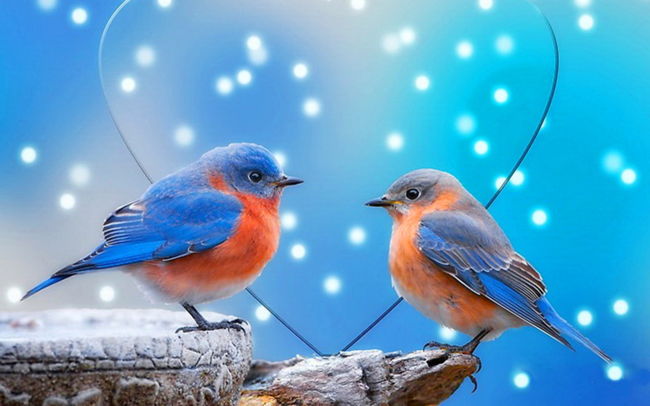 Love Birds Image Live Hd Wallpaper Hq Pictures