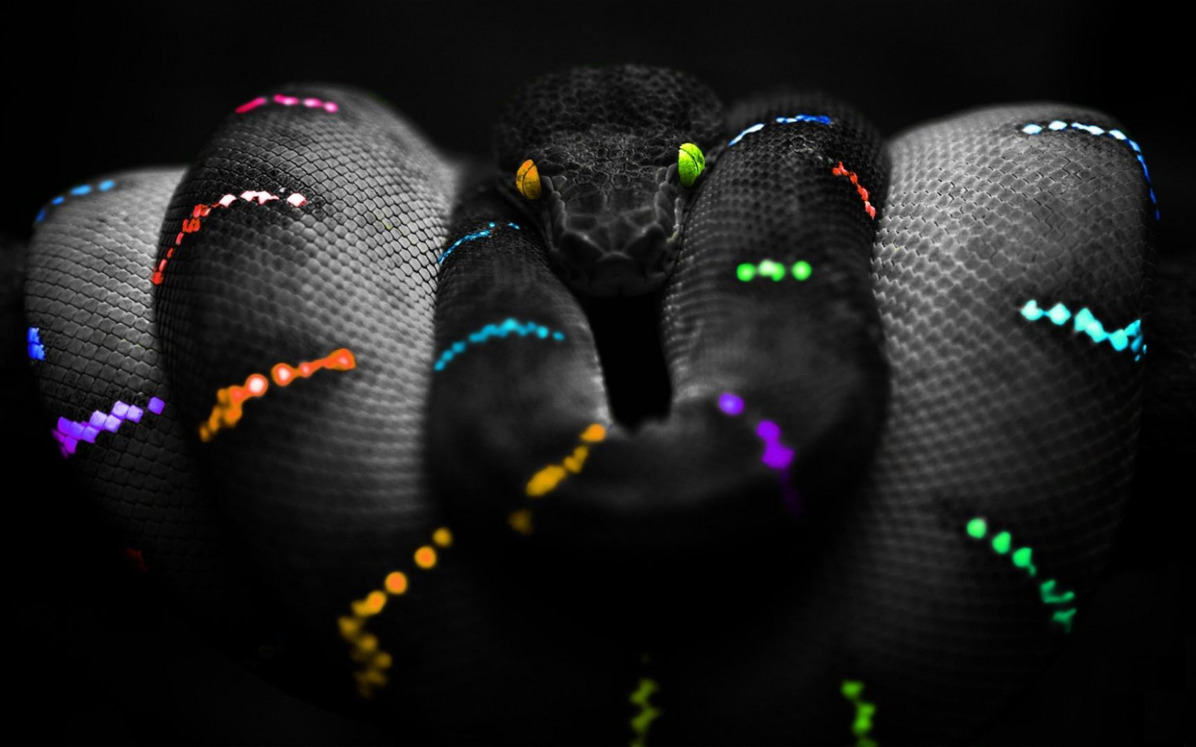 Rainbow Snake Puter Wallpaper Desktop