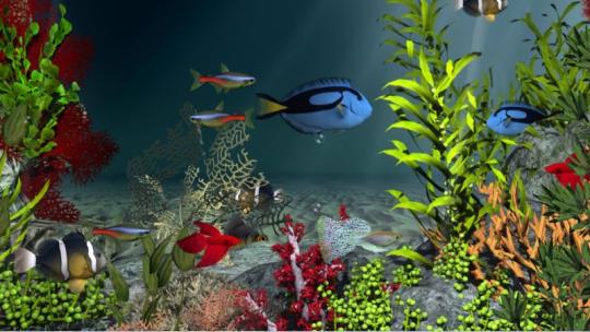 Aqua Coral Reefs 3d And Software Res C
