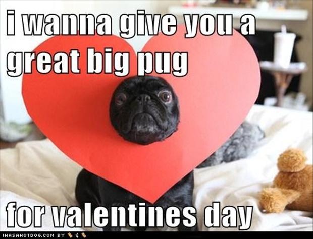 Tagged With Funny Pug Dog Pictures Pics