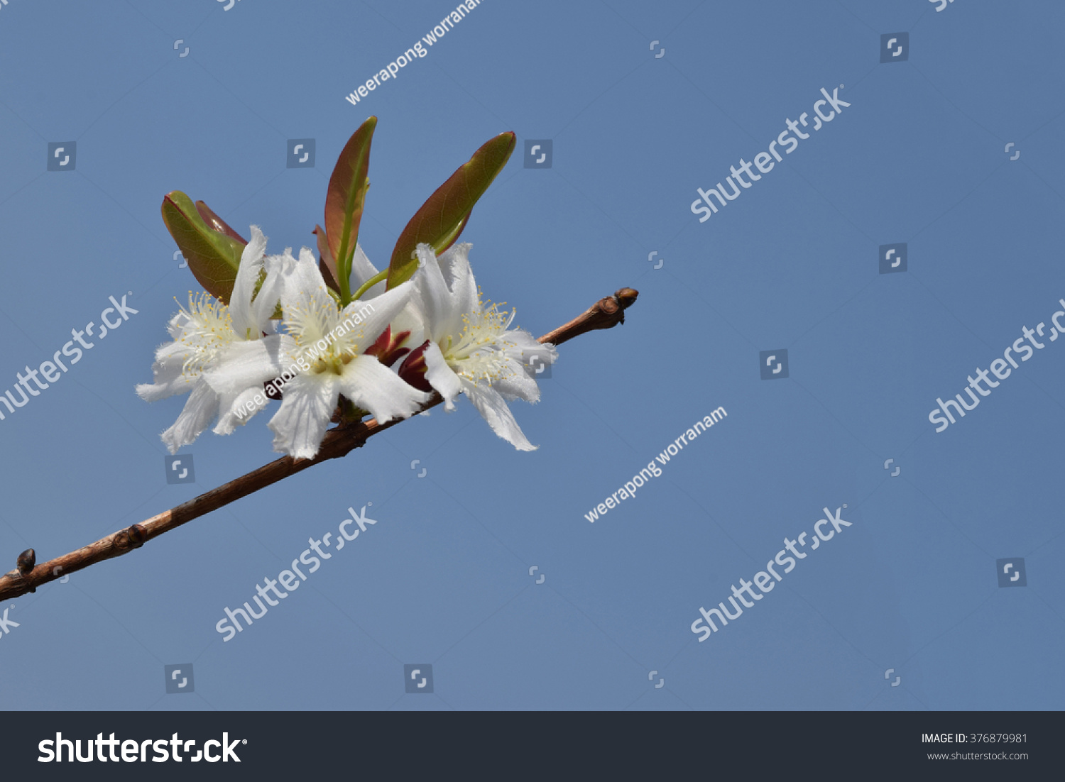 Soft Focus Selective Guttiferae Flower Stock Photo Edit Now