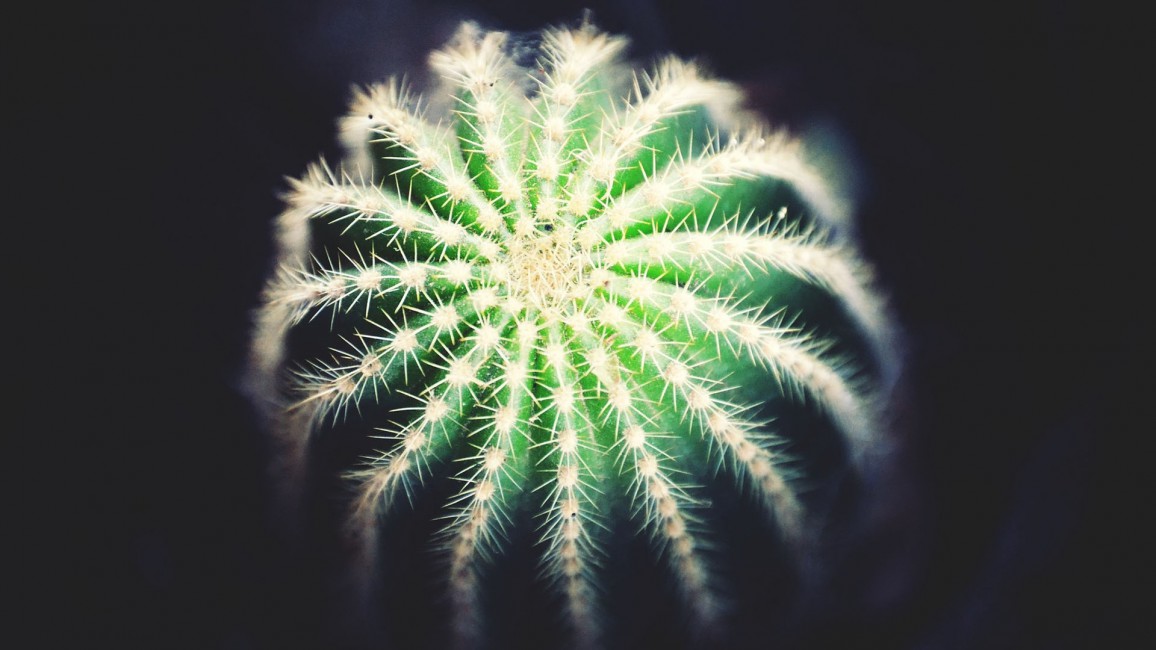 Cactus Plants Thorns Dark Background Stock Photos Image