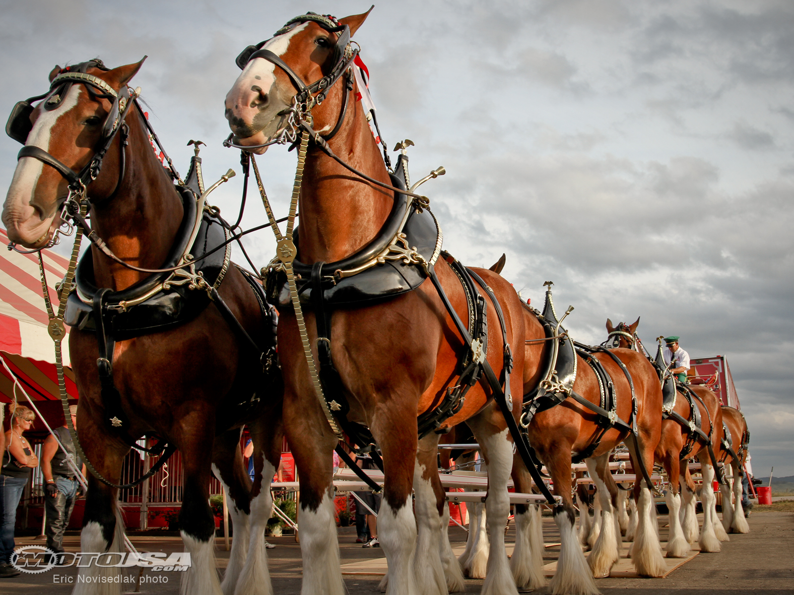 Budweiser Clydesdale Horses Wallpaper The Clydesdales