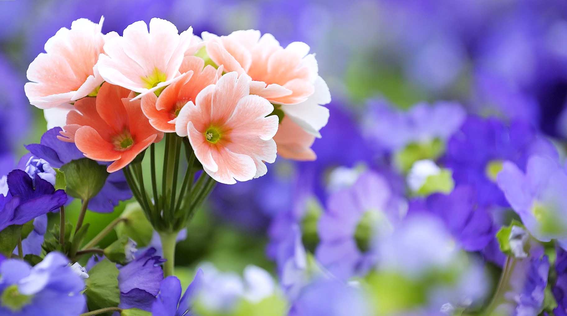 Free download of flowers wallpapers for desktop