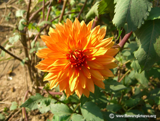 Dahlia Flower Image Click Here