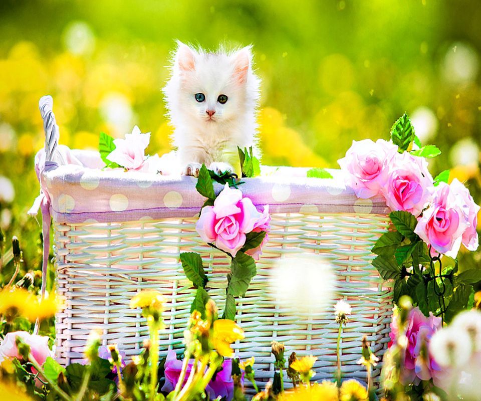 Cute Wallpaper 4k Ultra Hd Image In