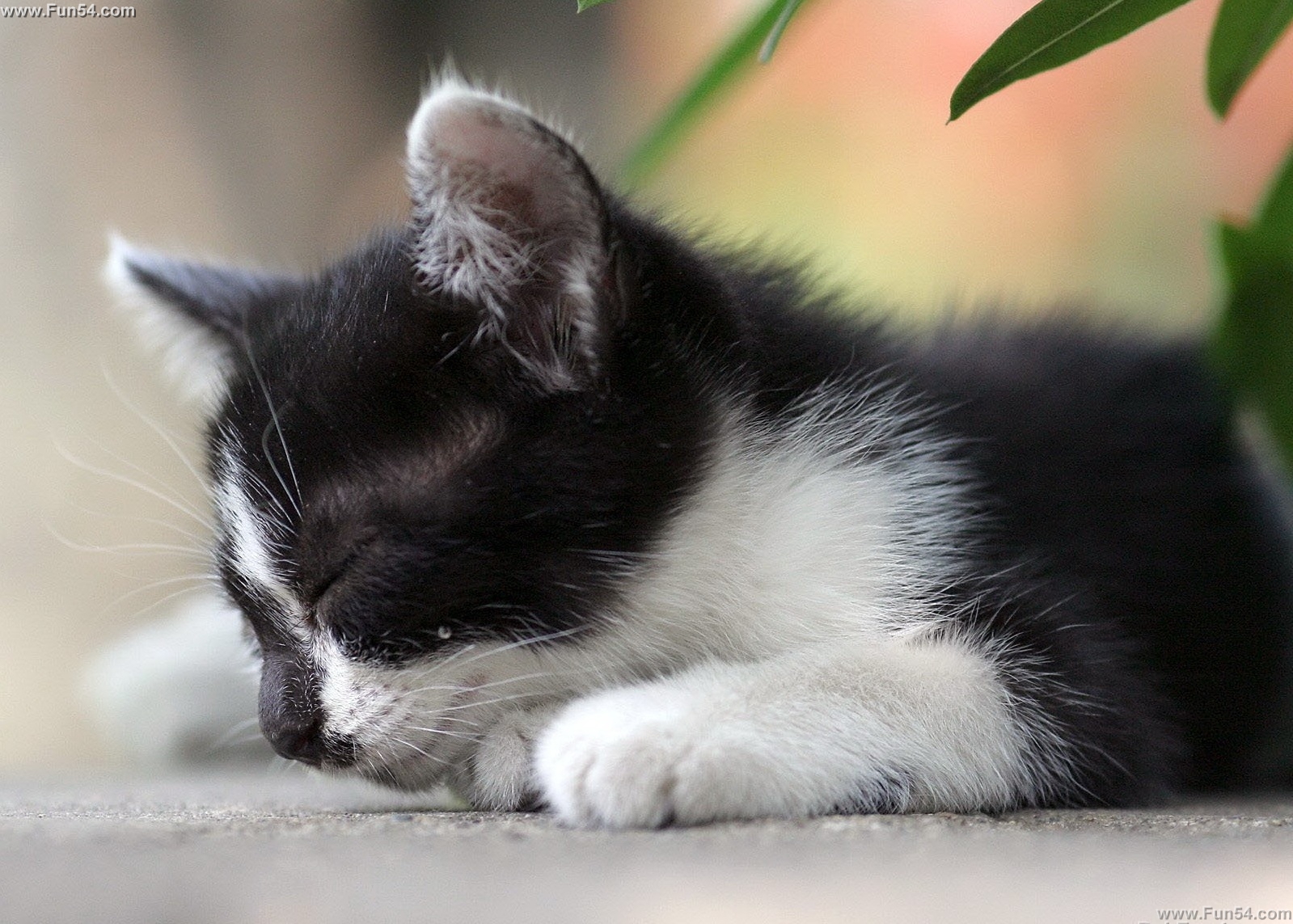  download Cute Black White Cat Sleeping on the Ground 1599x1143