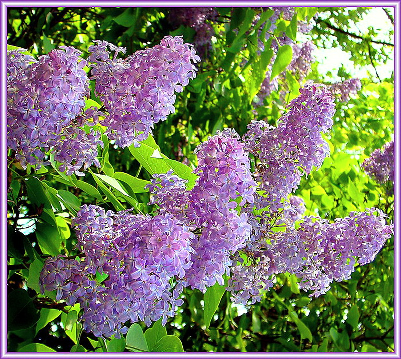 Lilacs lilacs