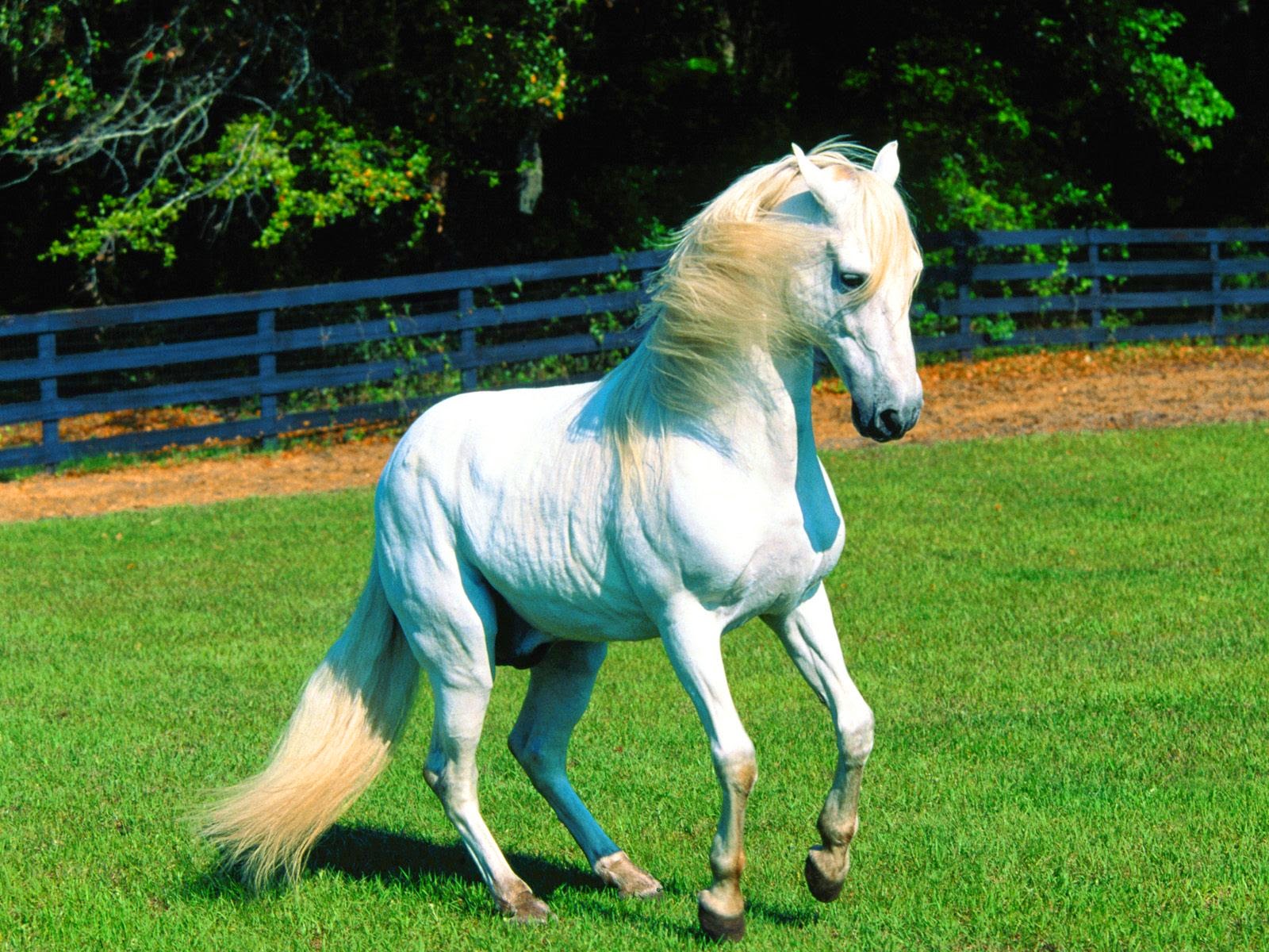 Beautiful Horses Wallpapers Download   White Horse 1600x1200