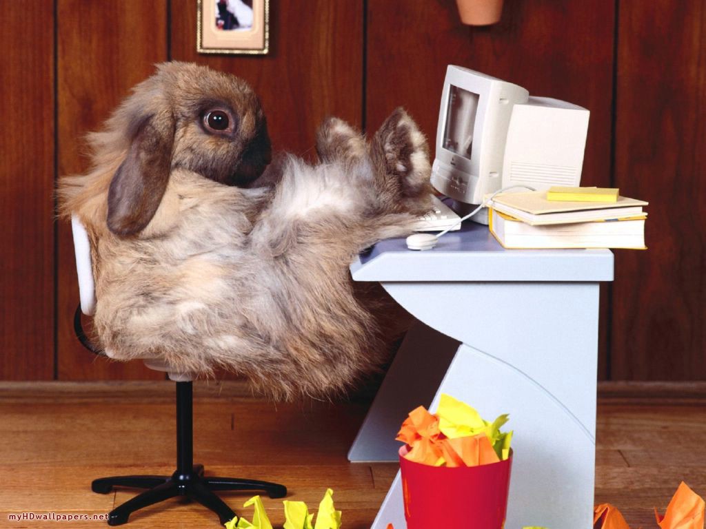 Special Funny And Cute Animals Desktop Wallpaper HD