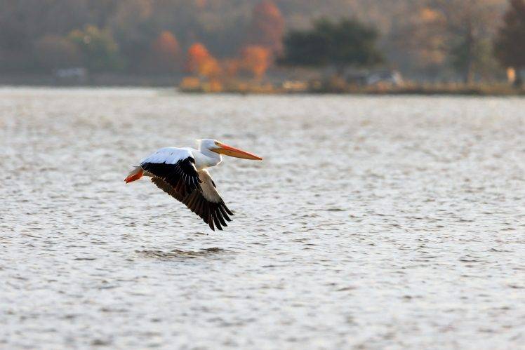 Nature Pelicans Wallpaper Hd