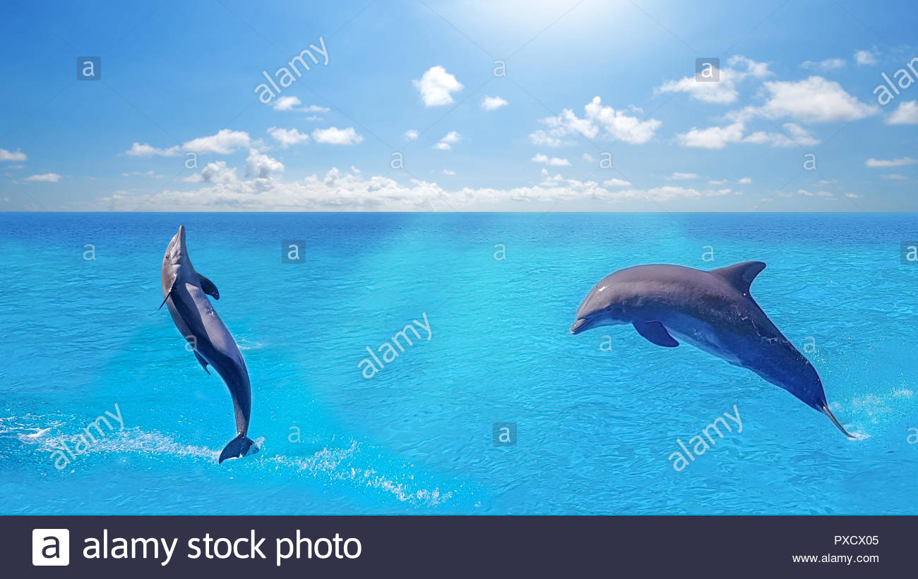 Dolphins Swimming Jumping On Blue Ocean Cloud Marine Wildlife
