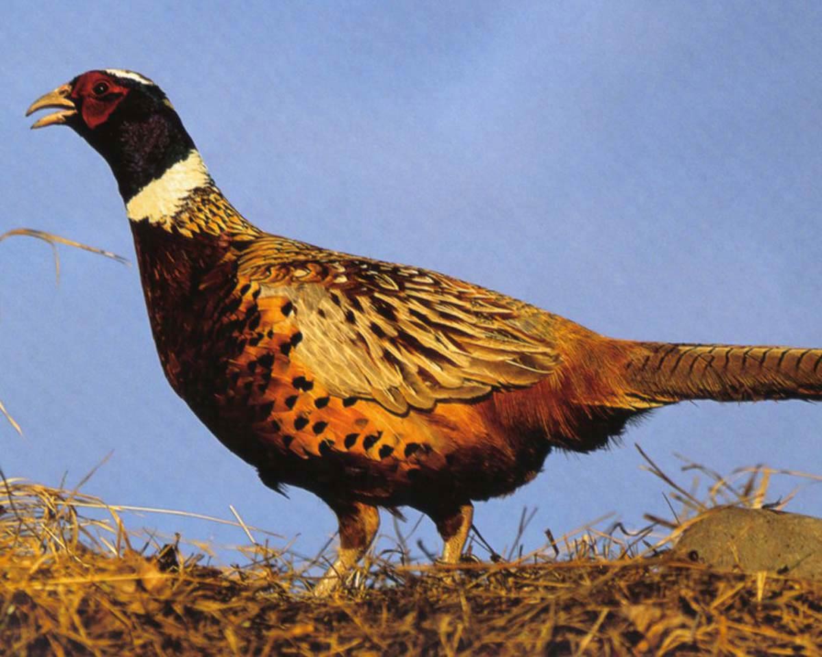 Pheasant Wallpaper And Background