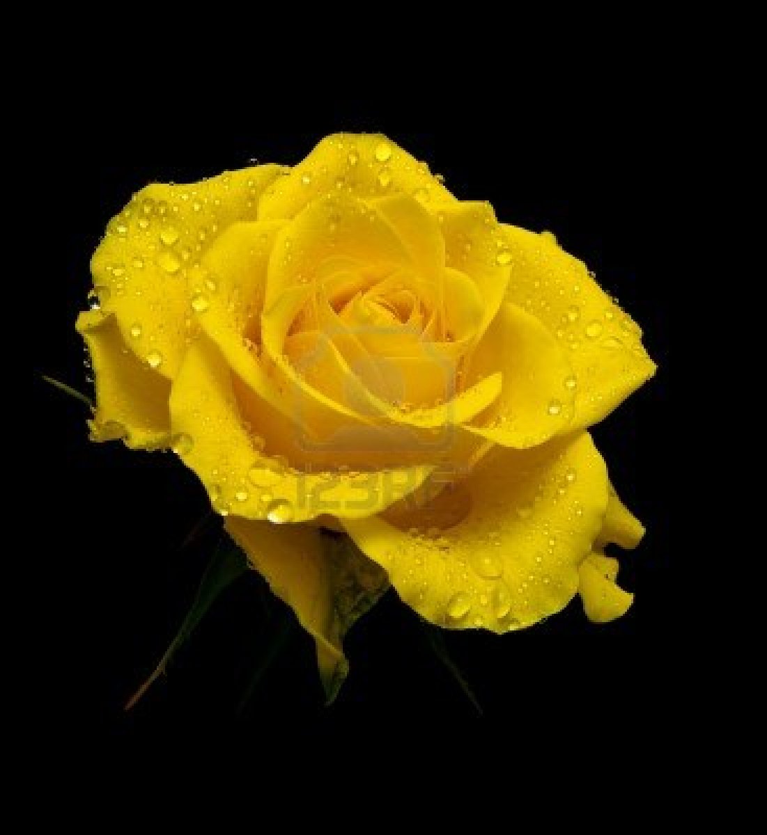 Yellow Rose Wallpaper With Black Background