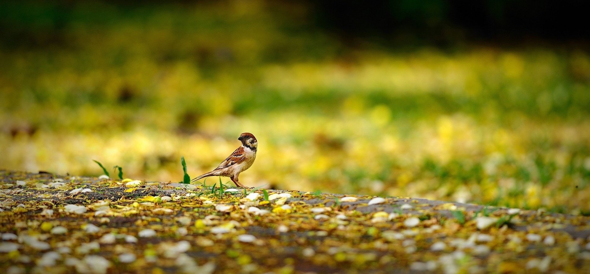 Animals Poultry Sparrow Nature Yellow Blur Birds
