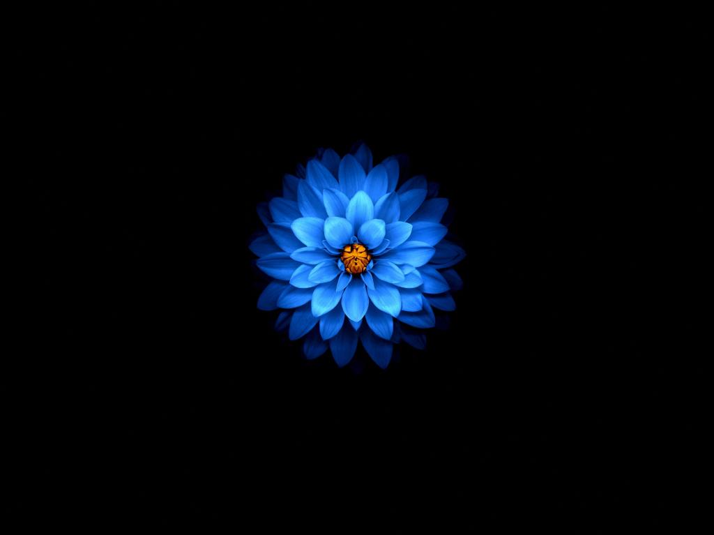 Wallpaper Blue Flower Dark Amoled Desktop HD Image