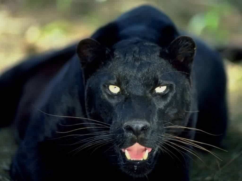 Animals Zoo Park Black Panther Wallpaper Hq Background