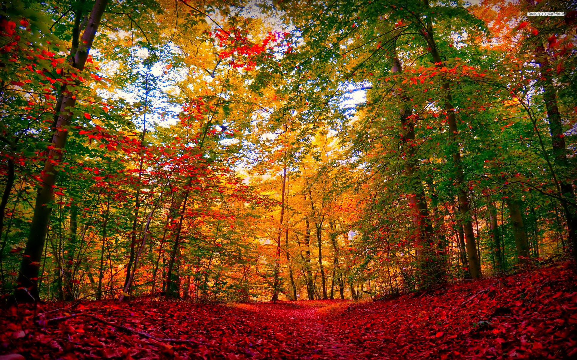 Extra Ordinary Autumn Forest Wallpaper
