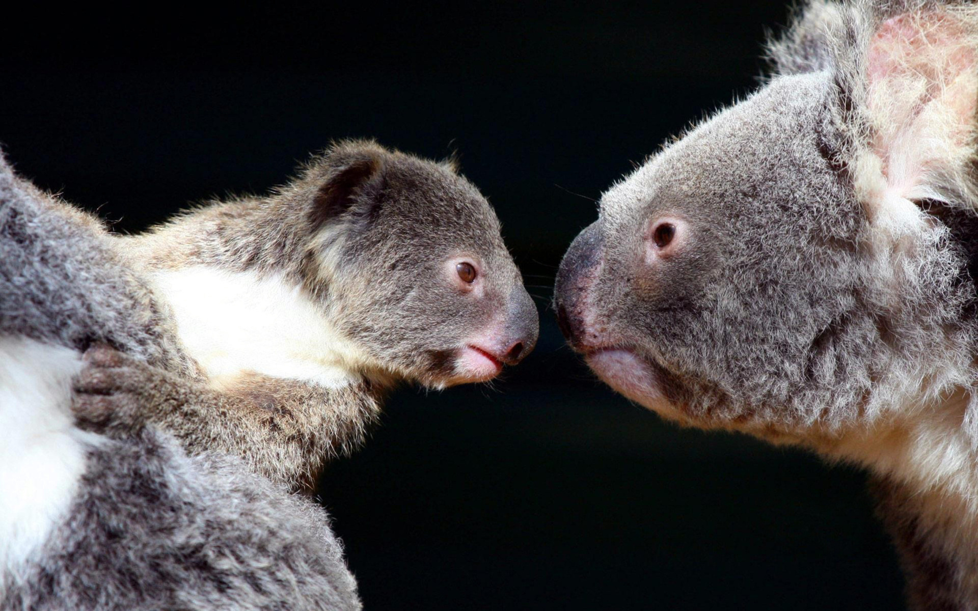 Cute Baby Koala Wallpaper Animal Humor