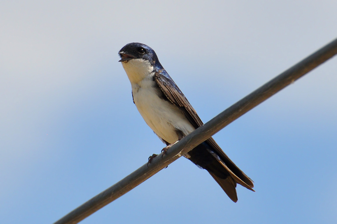 Blue And White Swallow Photos Wallpaper Collection