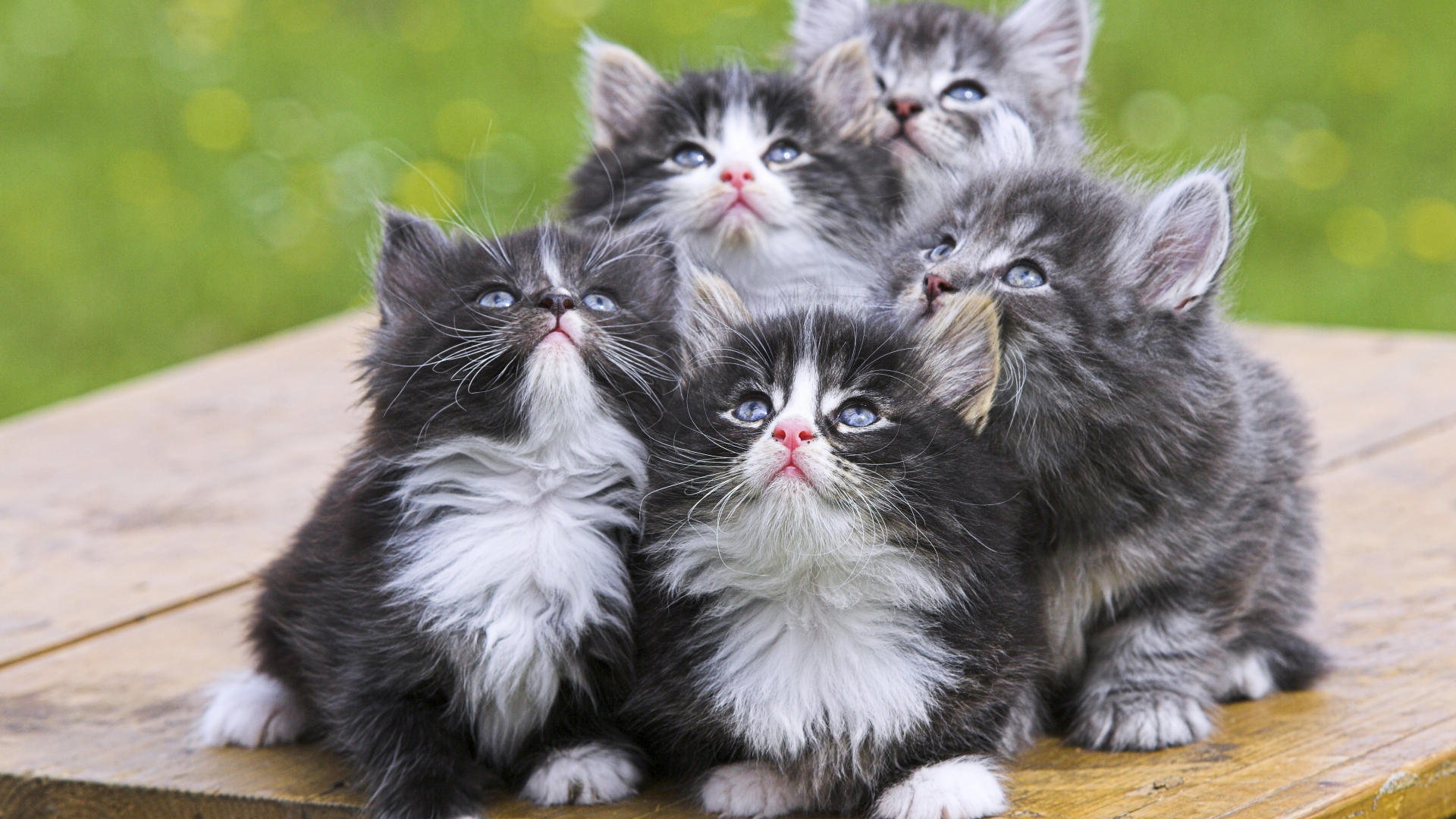 Persian Kittens HD Wallpaper High Quality