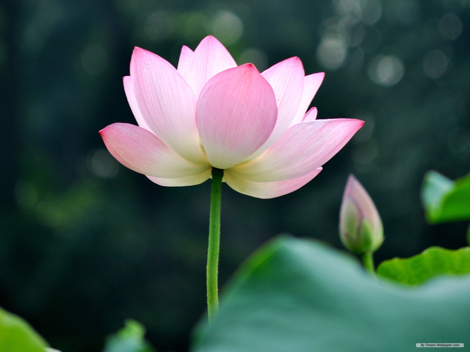 Lotus Flower Desktop Wallpaper And Image For Your Puter